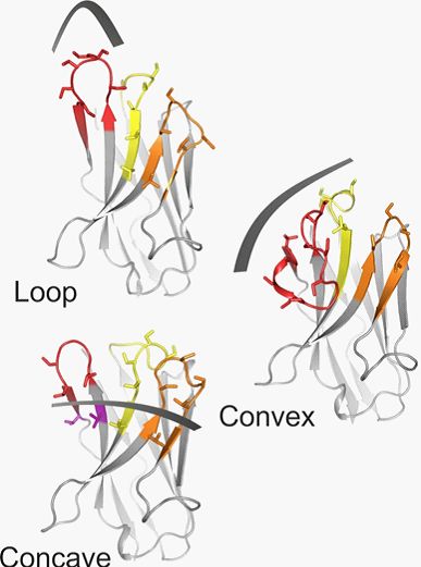 Membrane Transporters