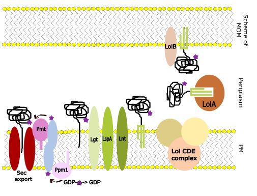 Lipoprotein synthesis and transport in mycobacteria