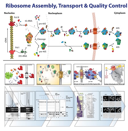 Ribosome