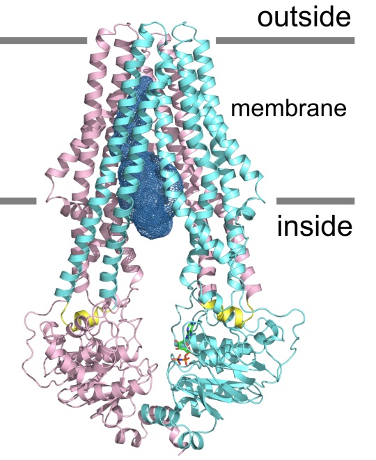 Heterodimeric ABC exporters